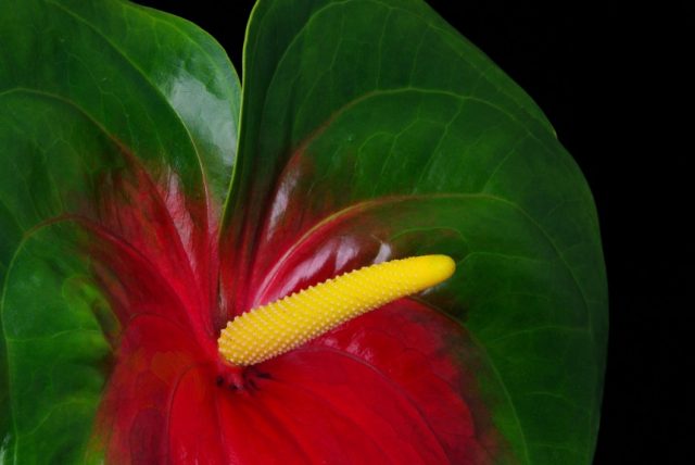obake anthurium red and green