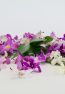 loose orchid blossoms