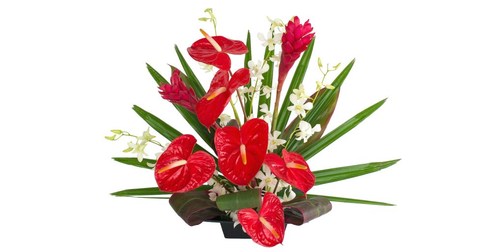 white orchids with red anthurium