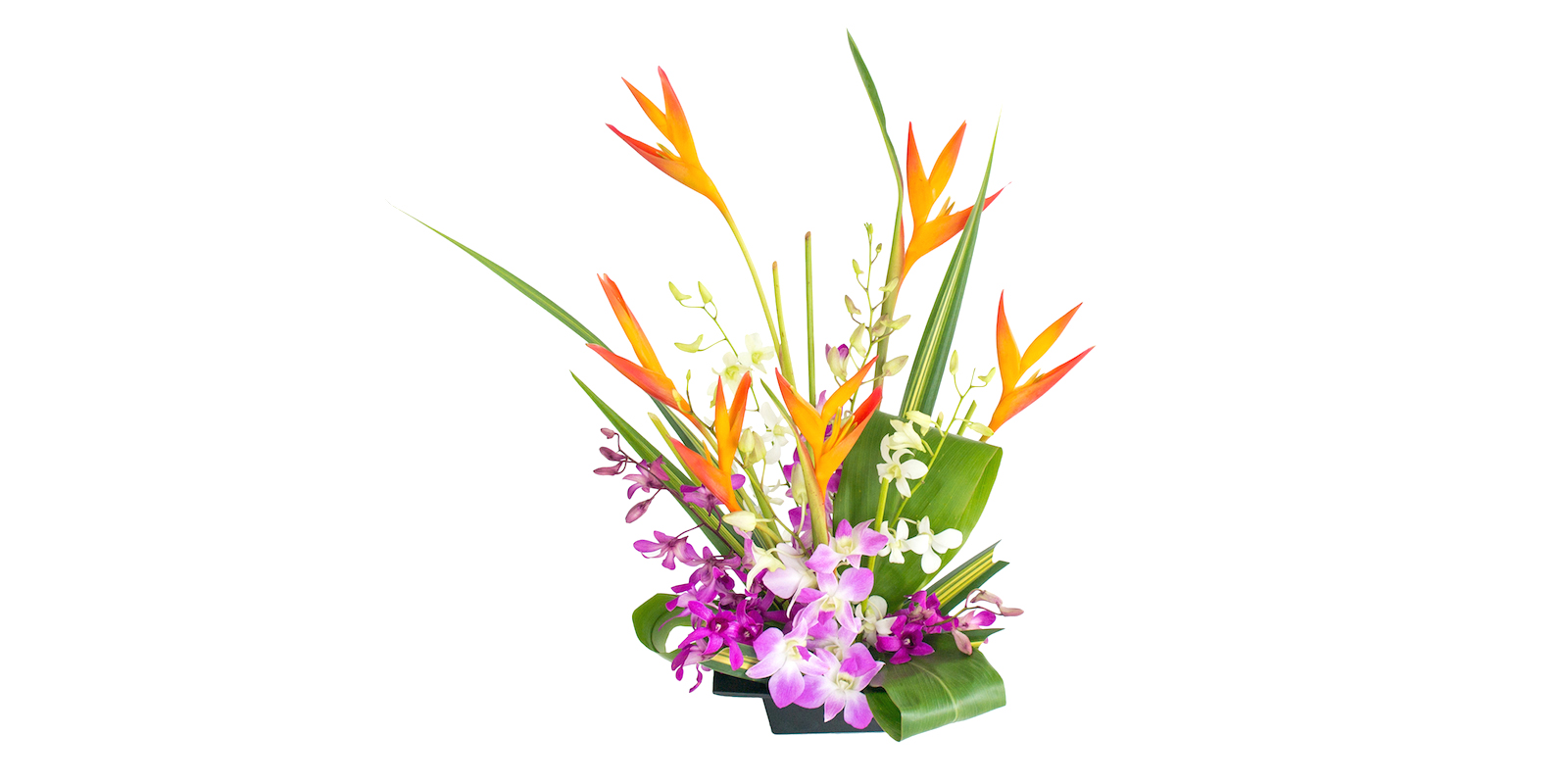 heliconia and orchids flowers of the month August 