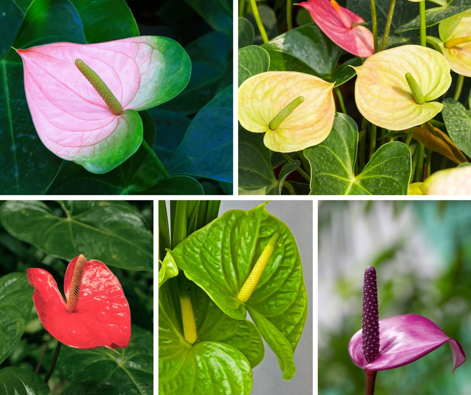 assorted anthurium blooms