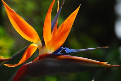 närbild paradisfågel blomma i blom