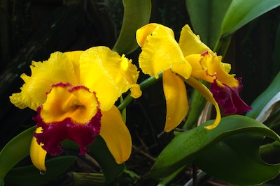 Brassolaeliocattleya orchid