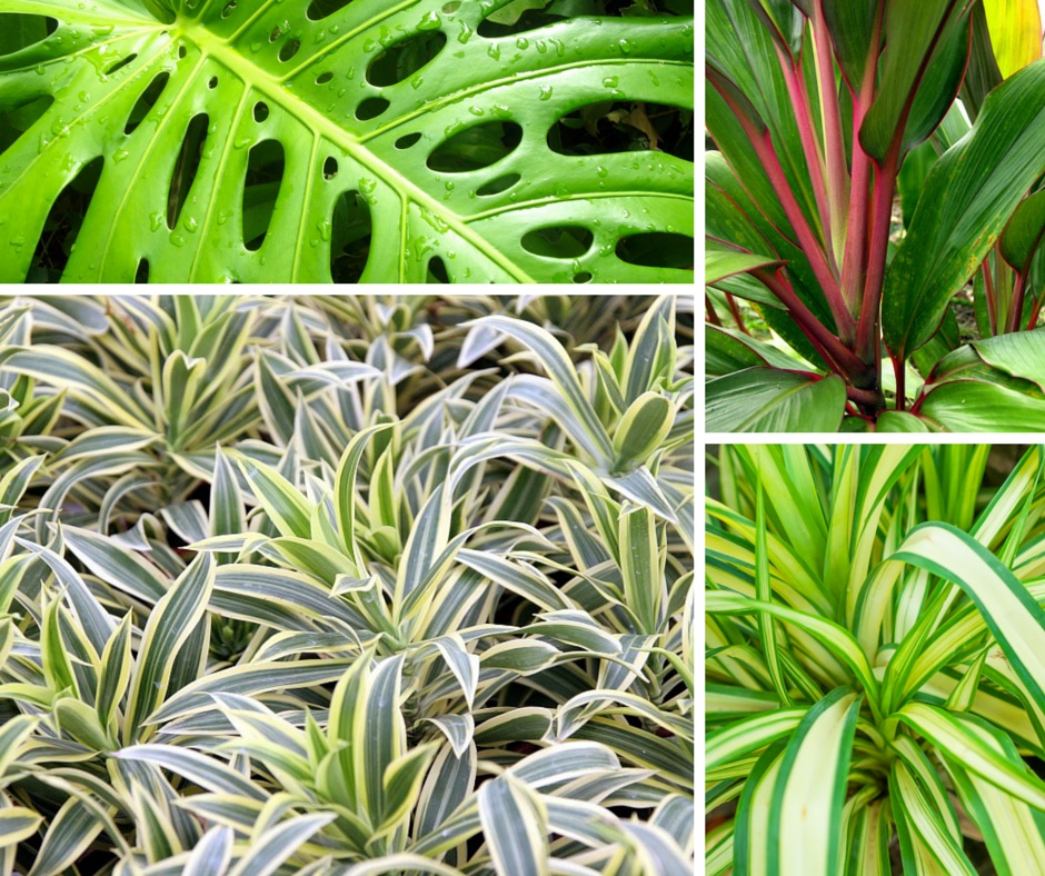 Hawaiian tropical foliage assortment