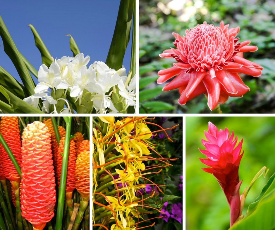 Hawaiian Flower Guide - Ginger