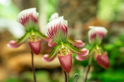 Lady papuče orchideje