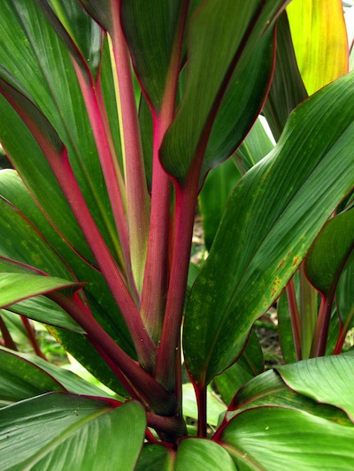 ハワイのTiの植物