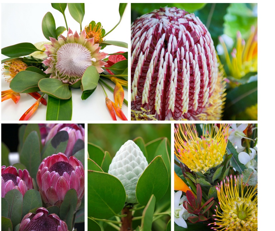 Maui protea flower assortment