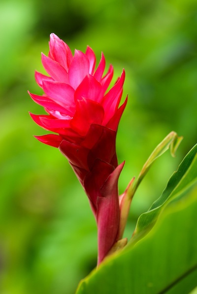 Hawaiian red ginger flower bloom