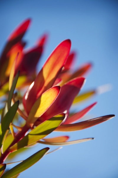 leucodendron Safari Sunset