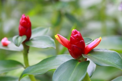 vilde Costus ingefær blomster rød
