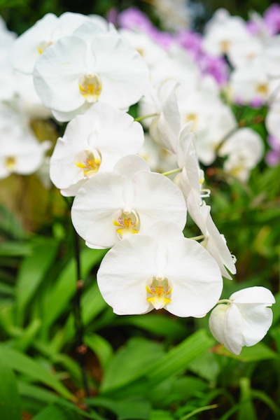 molie orhidee alb
