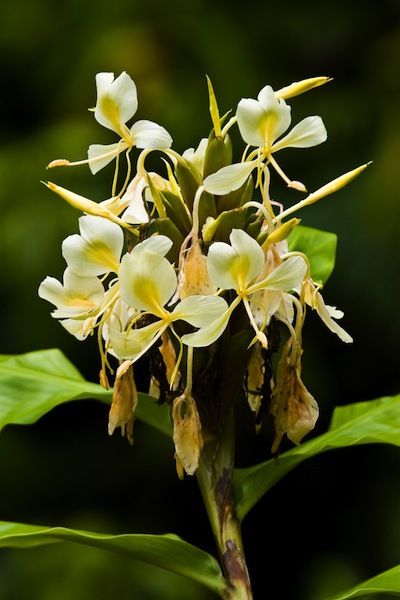 flor amarilla de jengibre en flor