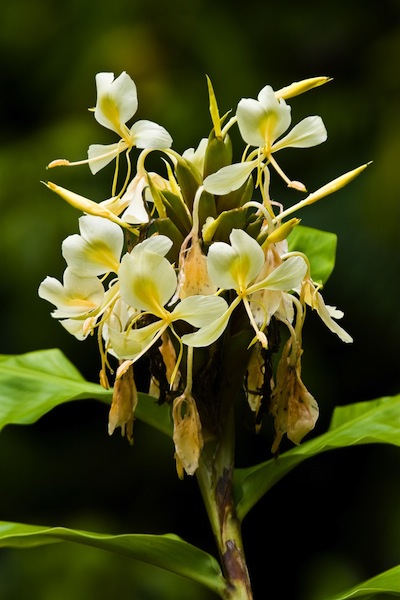 yellow ginger flower in bloom