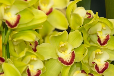 grønn orkide med lilla leppe