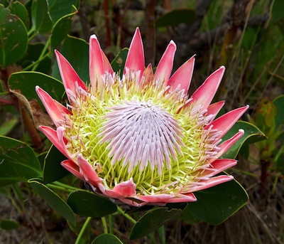 nagy protea virág