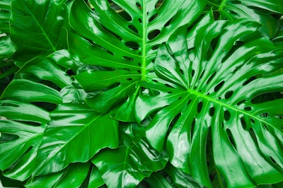 monstera leaf