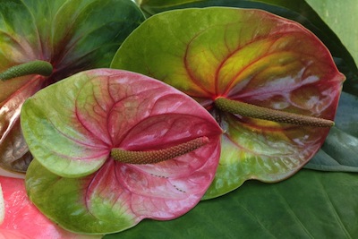 exotic obake anthurium