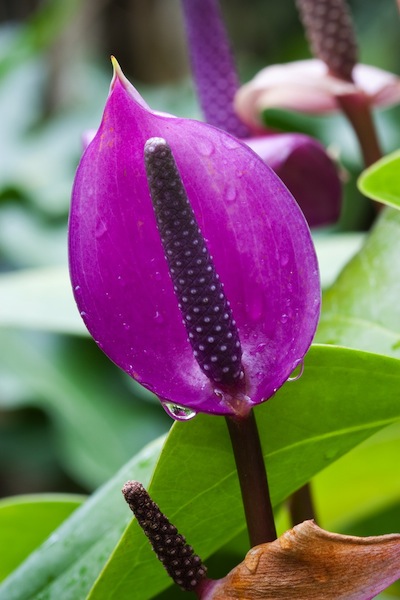 purple arc flower