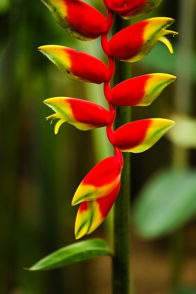 pendant hanging heliconia