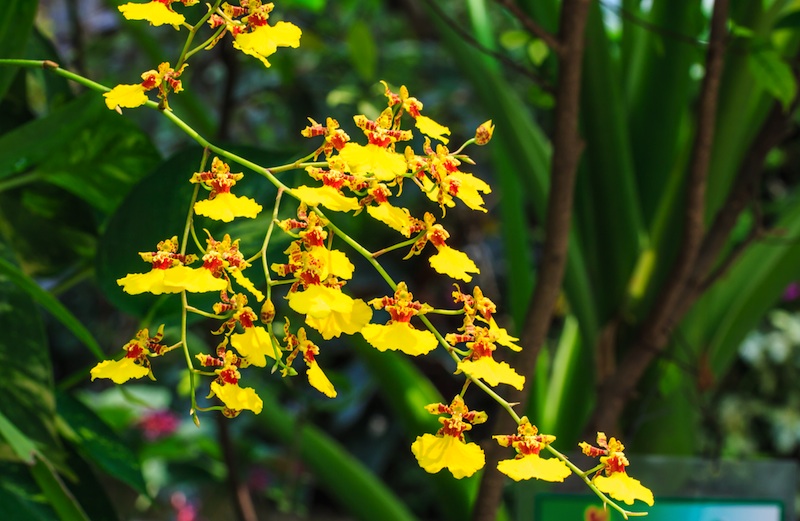 żółta Orchidea