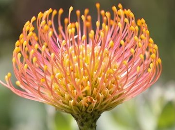 pincushion protea close up yellow