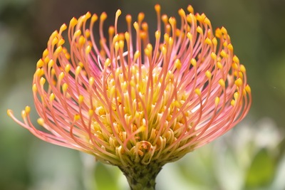 pincushion protea close up yellow