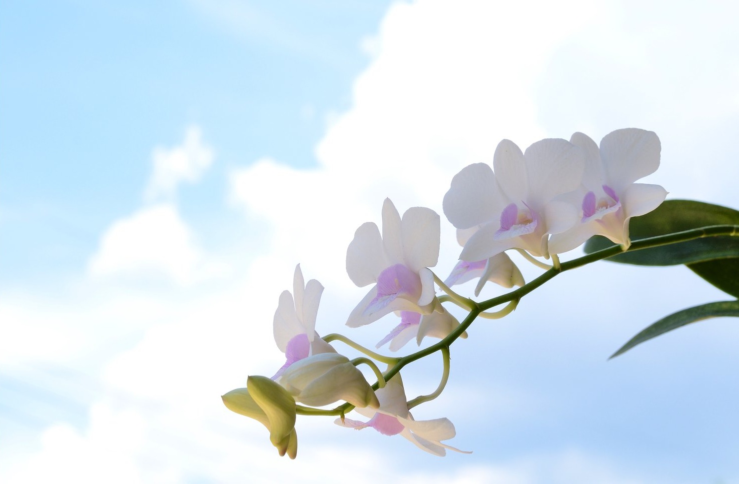 Orchids and Sky