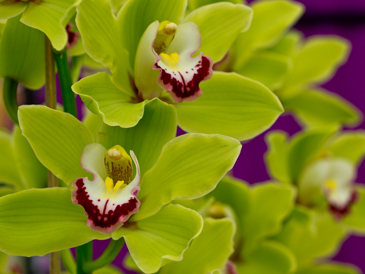 green cymbidium orchid