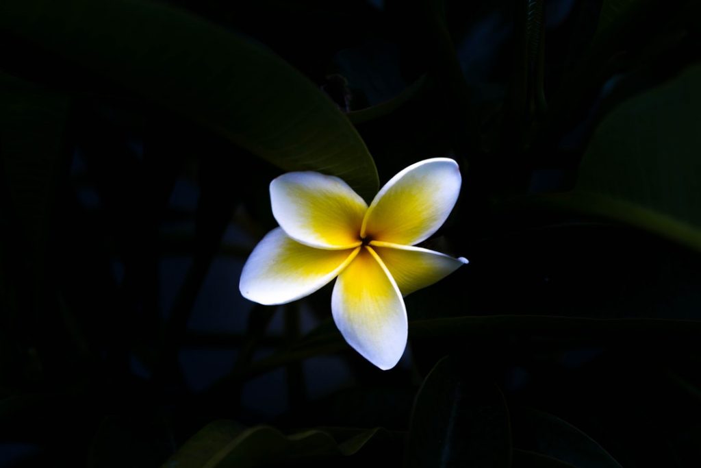 Hawaiian Plumeria