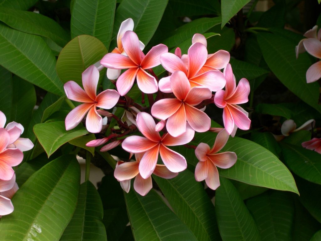 tropical flowers plumeria pink