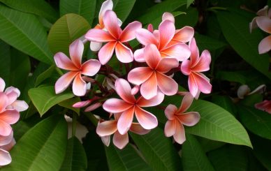 tropical flowers plumeria pink