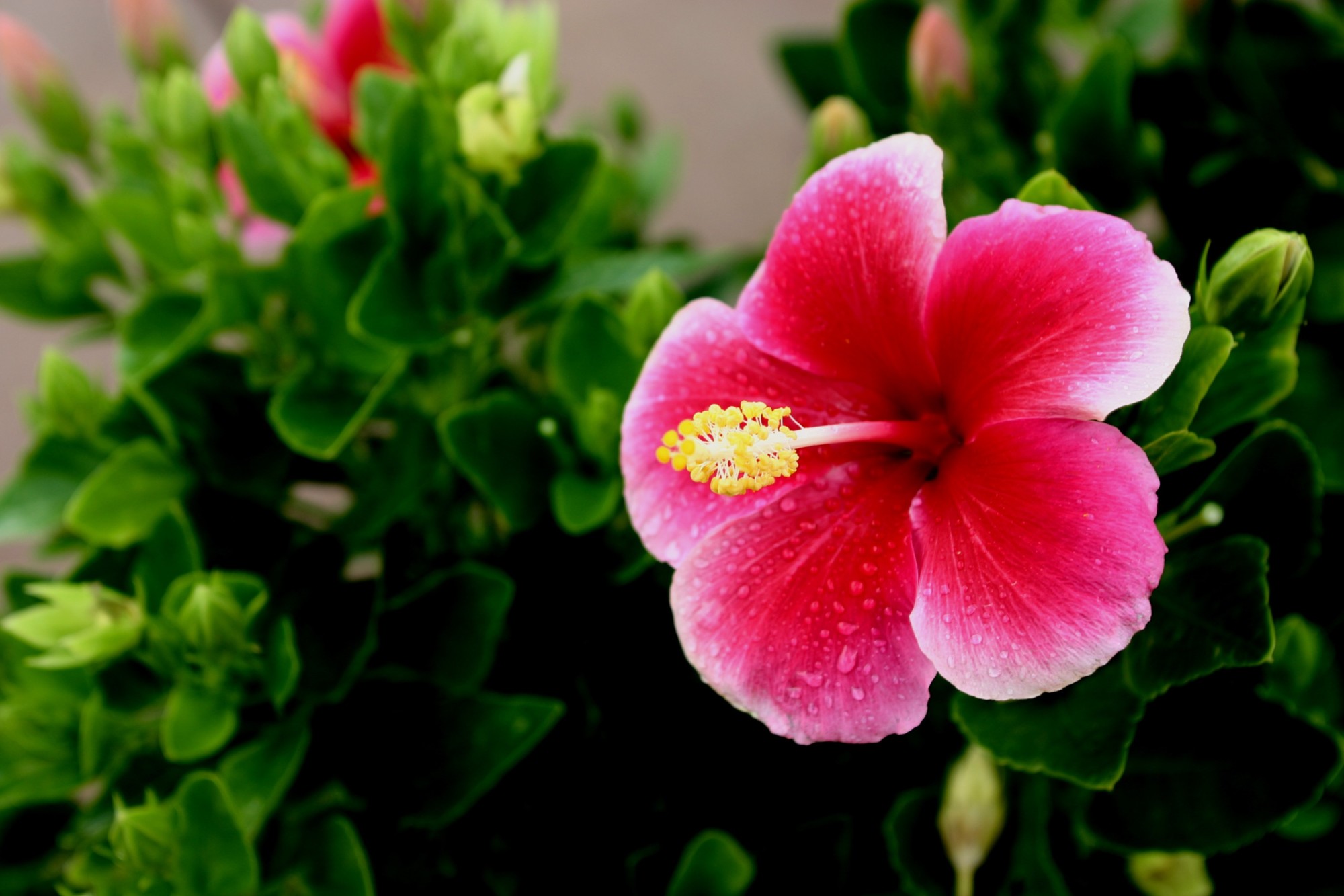 hibiscus