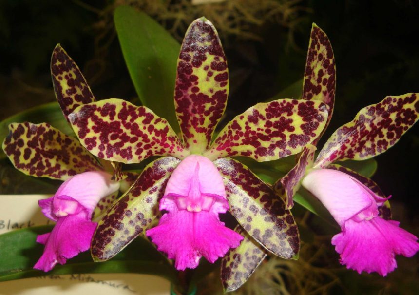 speckled orchid