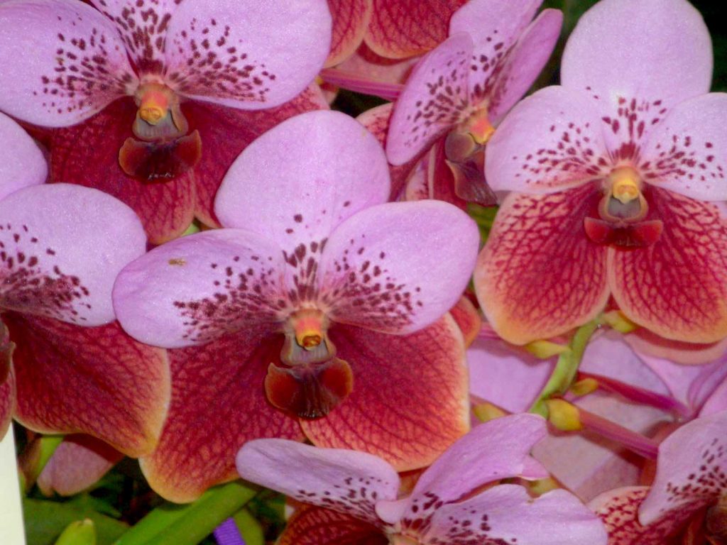 bright phaleanopsis