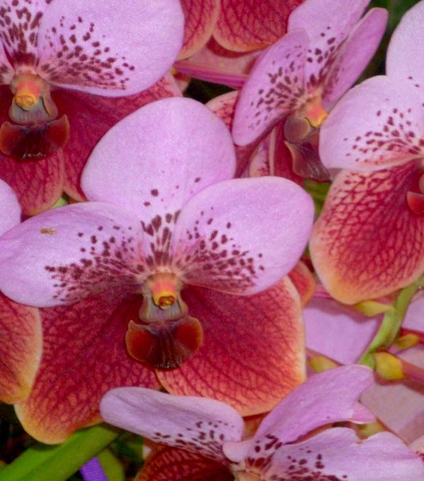 bright phaleanopsis