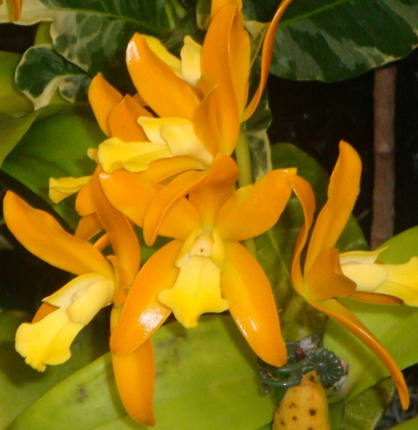 golden orchid