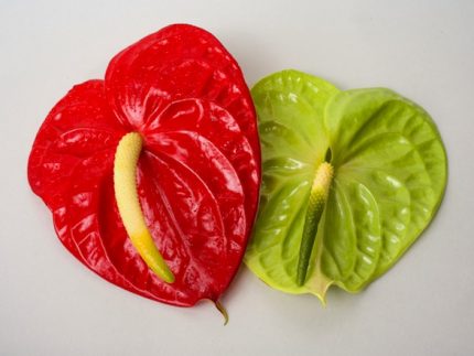 red and green anthurium mix