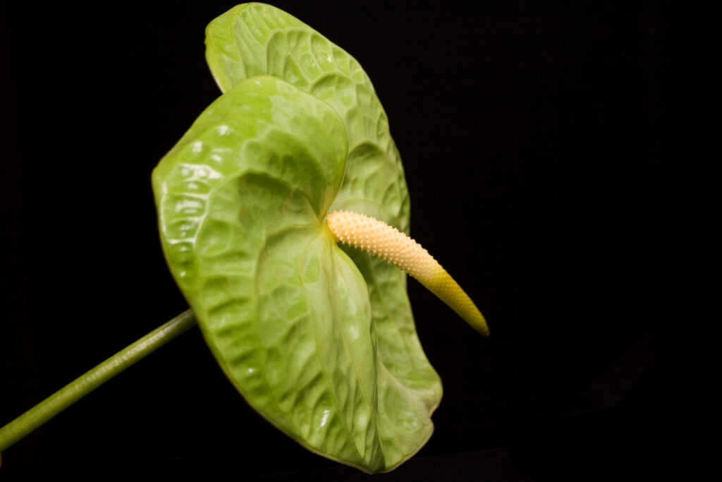midori anthurium